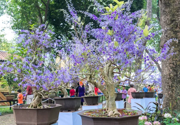 Purple Florescendo Vasos Flores Damasco Início Primavera Vietnã Ano Novo — Fotografia de Stock