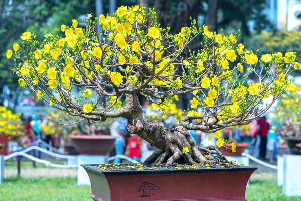 Chi Minh City Vietnam Şubat 2018 Eğri Sarı Çiçekli Bonsai — Stok fotoğraf