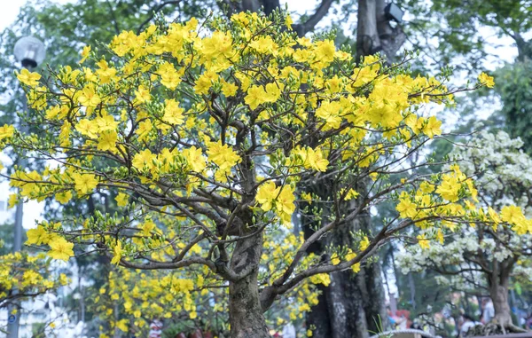 Meruňkové Květiny Kvetoucí Vietnamu Lunární Nový Rok Žlutá Kvetoucí Voňavé — Stock fotografie