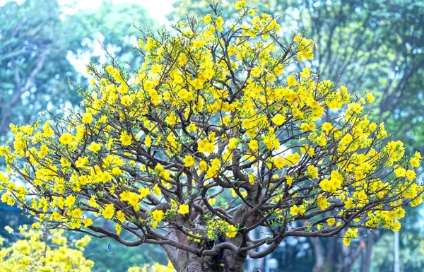 Flores Albaricoque Que Florecen Vietnam Año Nuevo Lunar Con Pétalos — Foto de Stock