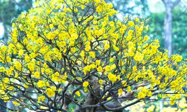 Florile Caise Înfloresc Vietnam Anul Nou Lunar Petale Parfumate Înflorite — Fotografie, imagine de stoc