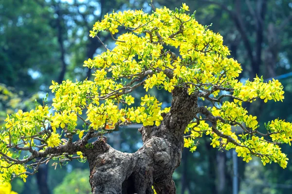Meruňkové Květiny Kvetoucí Vietnamu Lunární Nový Rok Žlutá Kvetoucí Voňavé — Stock fotografie