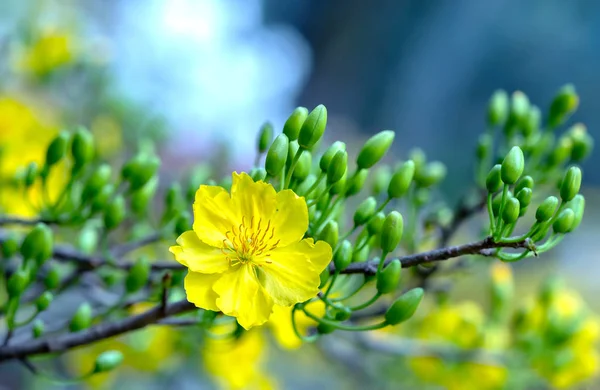 Flores Damasco Florescendo Vietnã Ano Novo Lunar Com Amarelo Florescendo — Fotografia de Stock