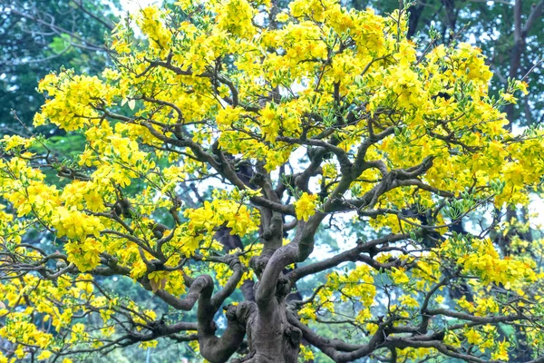 Цветы Абрикоса Цветут Вьетнаме Лунный Новый Год Желтыми Цветущими Ароматными — стоковое фото