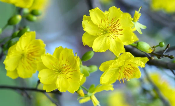 Βερίκοκο Λουλούδια Ανθίζουν Σεληνιακό Νέο Έτος Στο Βιετνάμ Κίτρινη Ανθοφορία — Φωτογραφία Αρχείου