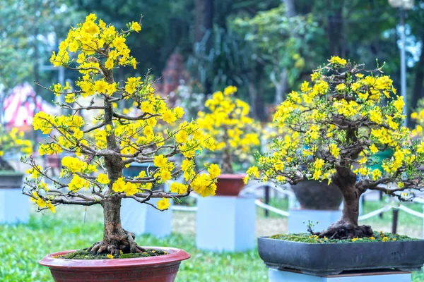 Eğri Sarı Çiçekli Dalları Ile Çiçeklenme Kayısı Bonsai Ağacı Eşsiz — Stok fotoğraf