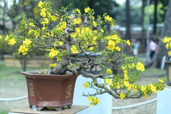 Árbol Bonsái Albaricoque Que Florece Con Ramas Flores Amarillas Curvadas — Foto de Stock