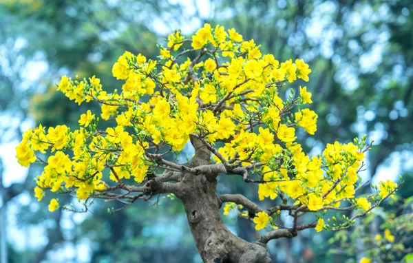 Apricot Bonsai Tree Blooming Yellow Flowering Branches Curving Create Unique — Stock Photo, Image