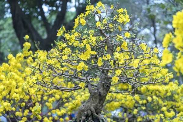 Árbol Bonsái Albaricoque Que Florece Con Ramas Flores Amarillas Curvadas — Foto de Stock