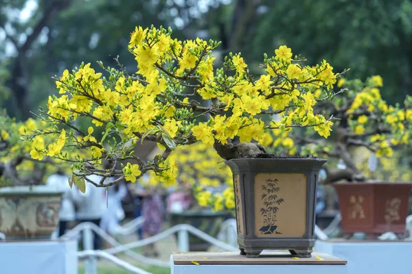 Árbol Bonsái Albaricoque Que Florece Con Ramas Flores Amarillas Curvadas — Foto de Stock