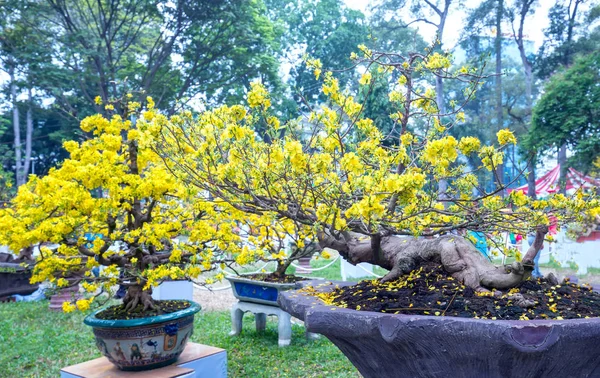Sárgabarack Bonsai Fát Virágzó Sárga Virágos Ágak Ívelt Hozzon Létre — Stock Fotó