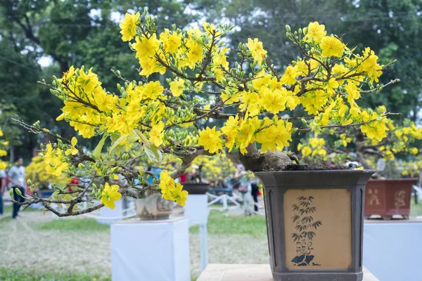 Árbol Bonsái Albaricoque Que Florece Con Ramas Flores Amarillas Curvadas — Foto de Stock