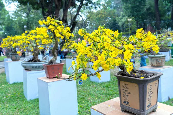 Árbol Bonsái Albaricoque Que Florece Con Ramas Flores Amarillas Curvadas — Foto de Stock