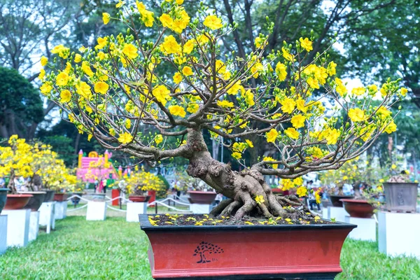 Abrikoos Bonsai Boom Bloeit Met Gele Bloei Takken Gebogen Maken — Stockfoto