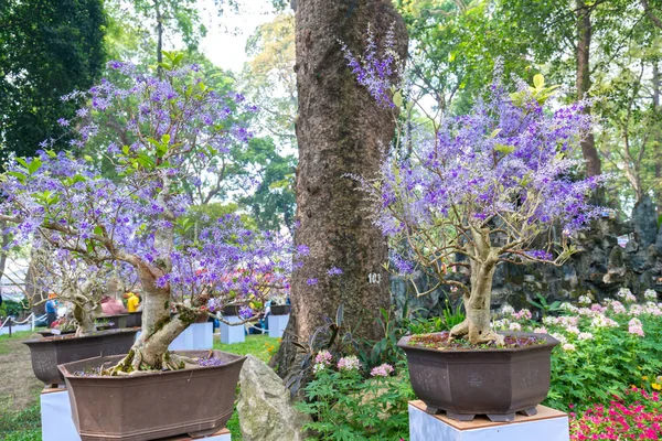 Purple Florescendo Vasos Flores Damasco Início Primavera Vietnã Ano Novo — Fotografia de Stock