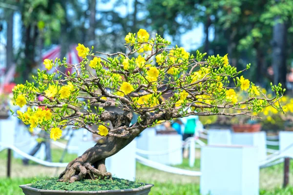 Eğri Sarı Çiçekli Dalları Ile Çiçeklenme Kayısı Bonsai Ağacı Eşsiz — Stok fotoğraf