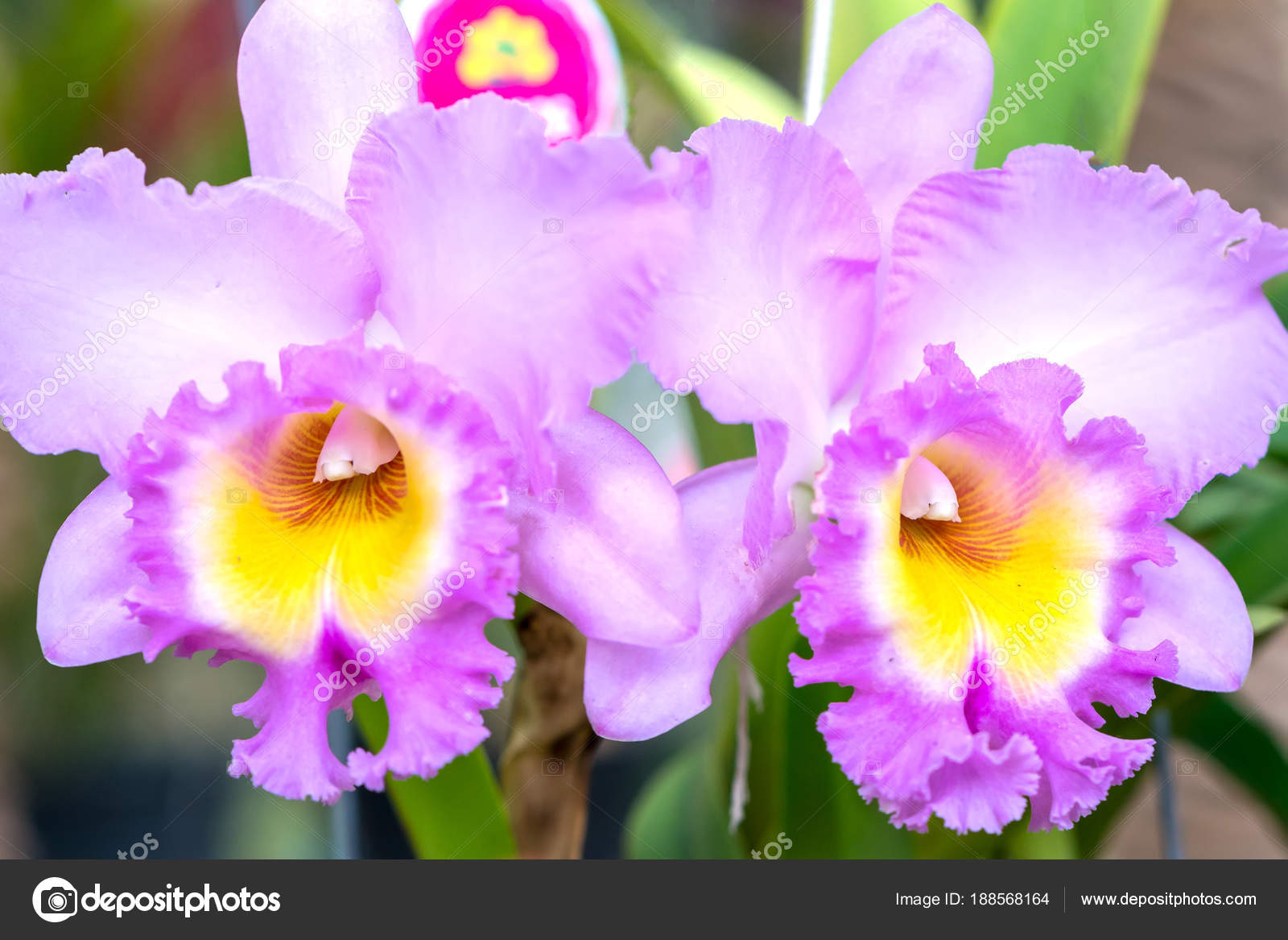 Cattleya Flowers Bloom Spring Adorn Beauty Nature Most