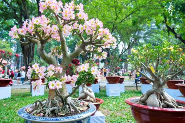 Bahar geldiğinde tropikal frangipani Çiçek Bahçe tadında çiçeklenme Parlatıcı