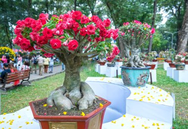 Bahar geldiğinde tropikal frangipani Çiçek Bahçe tadında çiçeklenme Parlatıcı