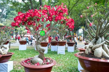Bahar geldiğinde tropikal frangipani Çiçek Bahçe tadında çiçeklenme Parlatıcı