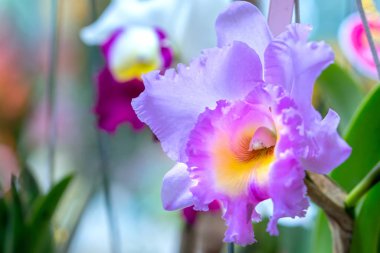 Cattleya çiçekler açar bahar doğa ve güzellik süslüyor. En güzel orkide doğa yakın insanlara yardım etmek için evde dekore edilmiş bu