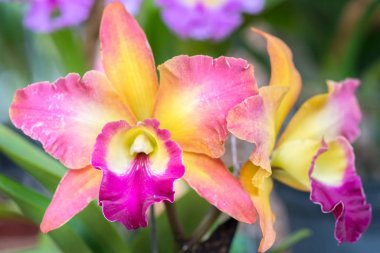 Cattleya çiçekler açar bahar doğa ve güzellik süslüyor. En güzel orkide doğa yakın insanlara yardım etmek için evde dekore edilmiş bu