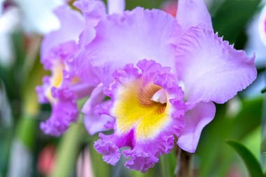 Cattleya çiçekler açar bahar doğa ve güzellik süslüyor. En güzel orkide doğa yakın insanlara yardım etmek için evde dekore edilmiş bu