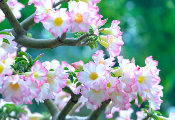 春天来的时候 花园里盛开的热带花花香 — 图库照片