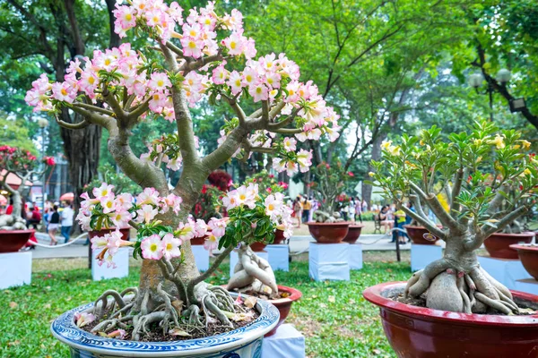 Tropische Frangipani Bloemen Bloeien Tuin Smaak Schitteren Als Lente Komt — Stockfoto