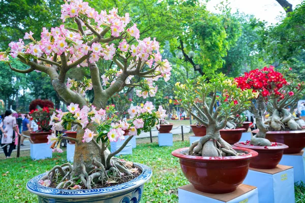 Тропические Цветы Франджипани Цветущие Саду Сияют Приходит Весна — стоковое фото
