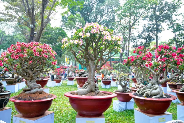 Bahar Geldiğinde Tropikal Frangipani Çiçek Bahçe Tadında Çiçeklenme Parlatıcı — Stok fotoğraf