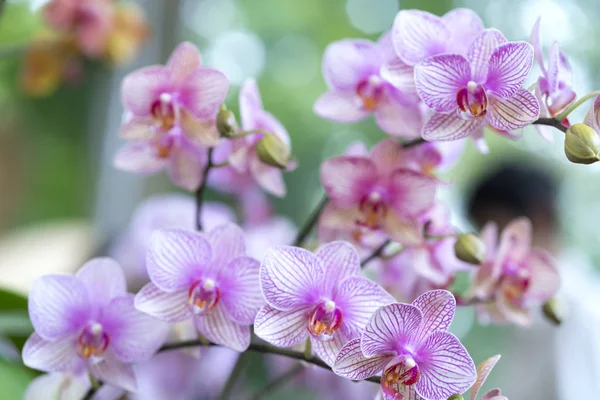 Phalaenopsis Flores Florecen Primavera Adornan Belleza Naturaleza Esta Orquídea Más — Foto de Stock