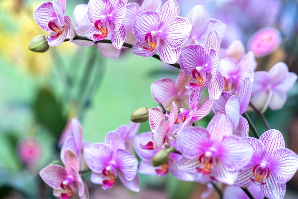 Phalaenopsis Bloemen Bloeien Het Voorjaar Sieren Schoonheid Van Natuur Dit — Stockfoto