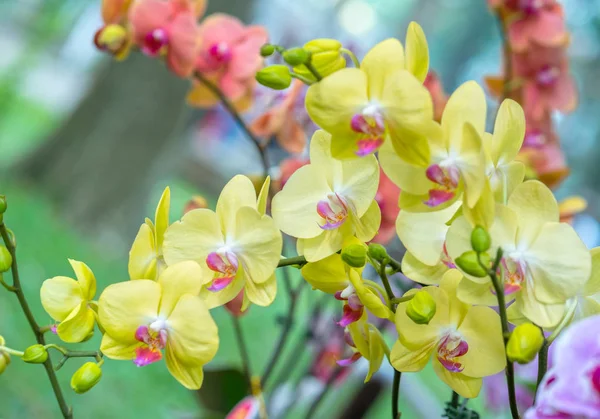 Fiori Phalaenopsis Fioriscono Primavera Adornano Bellezza Della Natura Questa Più — Foto Stock