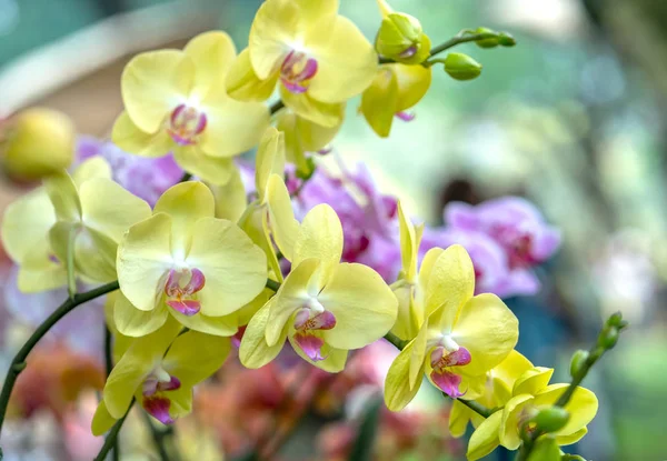 Phalaenopsis Virágok Virágos Tavaszi Díszítik Természet Szépségét Legszebb Orchidea Díszített — Stock Fotó