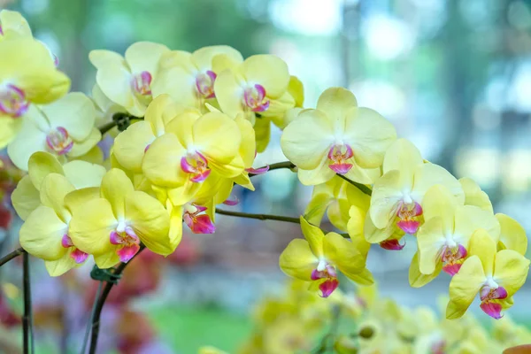 Flores Phalaenopsis Florescer Primavera Adornam Beleza Natureza Este Orchid Mais — Fotografia de Stock