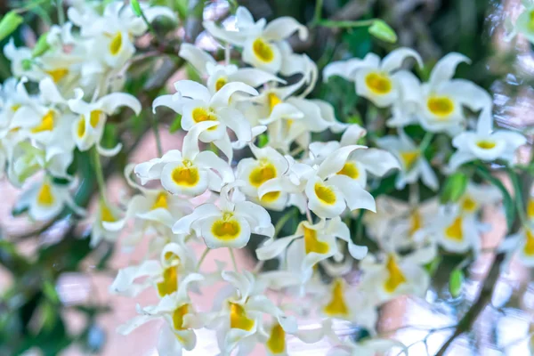 在春天 石斛花盛开 装饰着大自然的美丽 这是最美丽的兰花装饰在房子里帮助人们亲近自然 — 图库照片