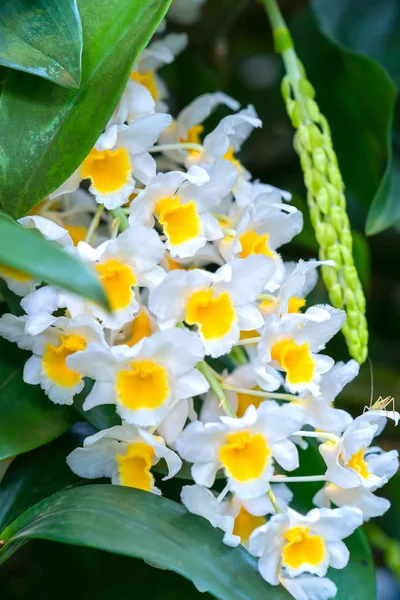 Dendrobium Kwiaty Kwitną Wiosną Zdobią Piękno Przyrody Jest Najpiękniejsze Orchidea — Zdjęcie stockowe