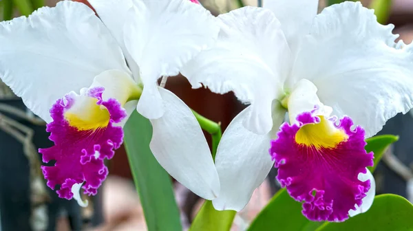 Flores Cattleya Florescer Primavera Adornam Beleza Natureza Este Orchid Mais — Fotografia de Stock