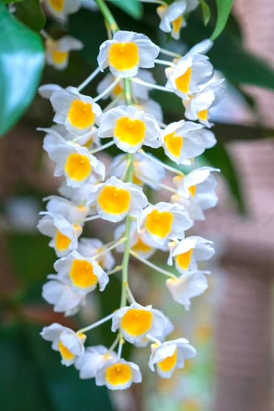 Cattleya Kwiaty Kwitną Wiosną Zdobią Piękno Przyrody Jest Najpiękniejsze Orchidea — Zdjęcie stockowe
