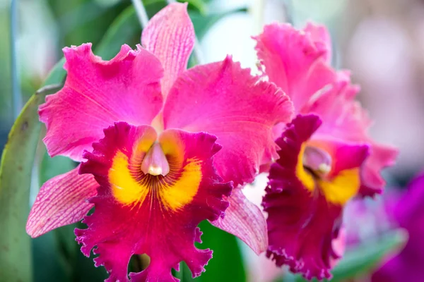 Cattleya çiçekler açar bahar doğa ve güzellik süslüyor. En güzel orkide doğa yakın insanlara yardım etmek için evde dekore edilmiş bu