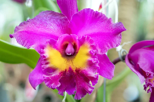 Cattleya çiçekler açar bahar doğa ve güzellik süslüyor. En güzel orkide doğa yakın insanlara yardım etmek için evde dekore edilmiş bu