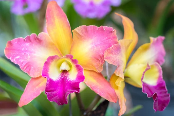 Cattleya çiçekler açar bahar doğa ve güzellik süslüyor. En güzel orkide doğa yakın insanlara yardım etmek için evde dekore edilmiş bu