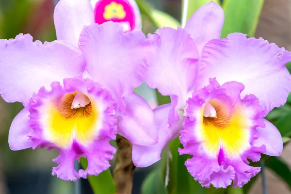 Flores Cattleya Florescer Primavera Adornam Beleza Natureza Este Orchid Mais — Fotografia de Stock