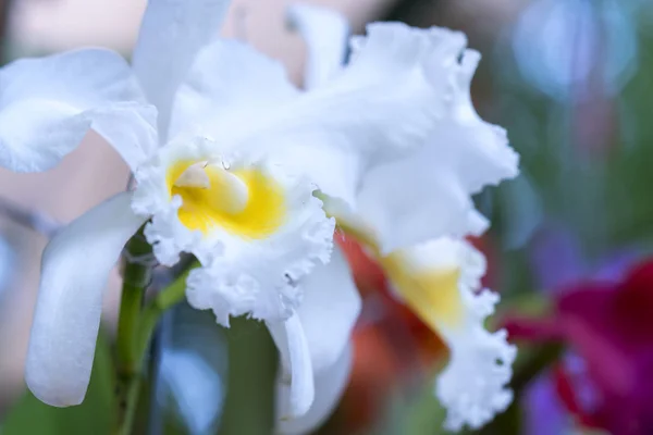 Cattleya Bloemen Bloeien Het Voorjaar Sieren Schoonheid Van Natuur Dit — Stockfoto