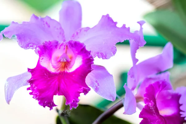 Cattleya çiçekler açar bahar doğa ve güzellik süslüyor. En güzel orkide doğa yakın insanlara yardım etmek için evde dekore edilmiş bu