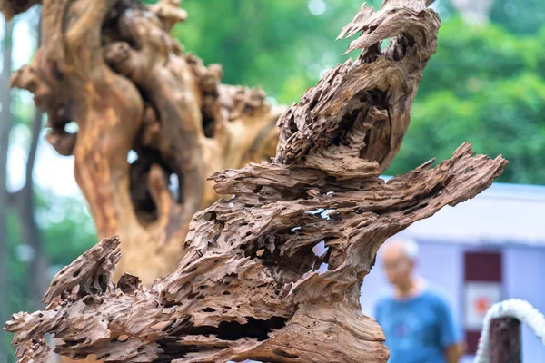 Chi Minh City Vietnam Febrero 2018 Árbol Madera Seca Varias — Foto de Stock