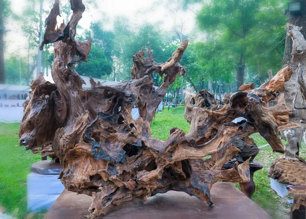 Chi Minh City Vietnam Febbraio 2018 Albero Legno Secco Varie — Foto Stock