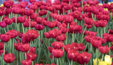 Lale çiçek bahar güneş parlak renkler tam yükselen ile canlılık bahçede