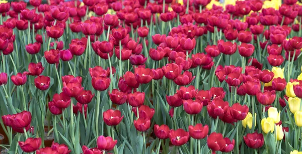 Tulips Bloom Spring Sunshine Brilliant Colors Rising Full Vitality Garden — Stock Photo, Image